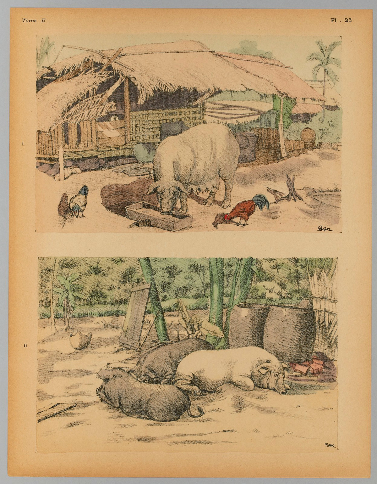 Nuôi lợn trong sân nhà.