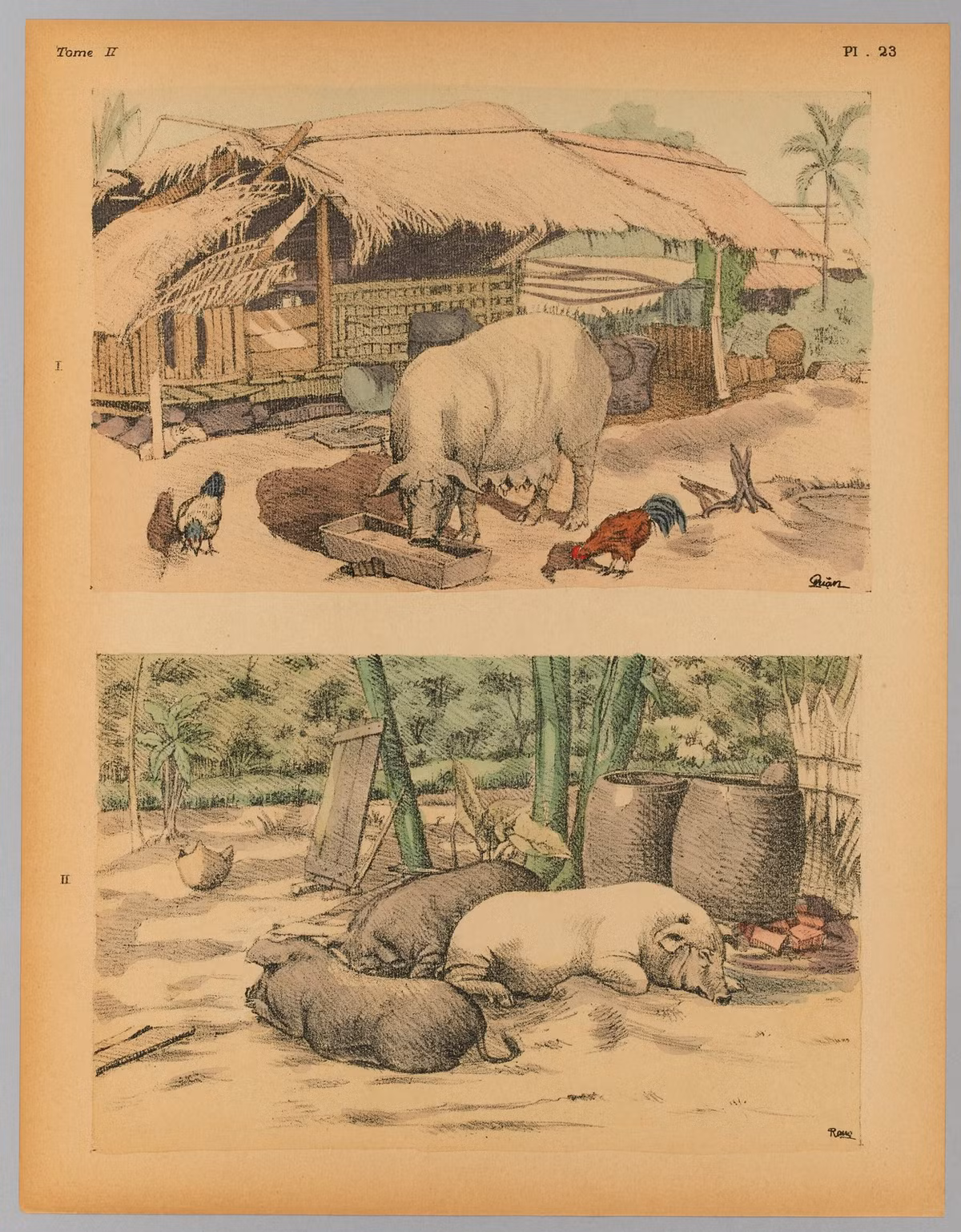 Nuôi lợn trong sân nhà.