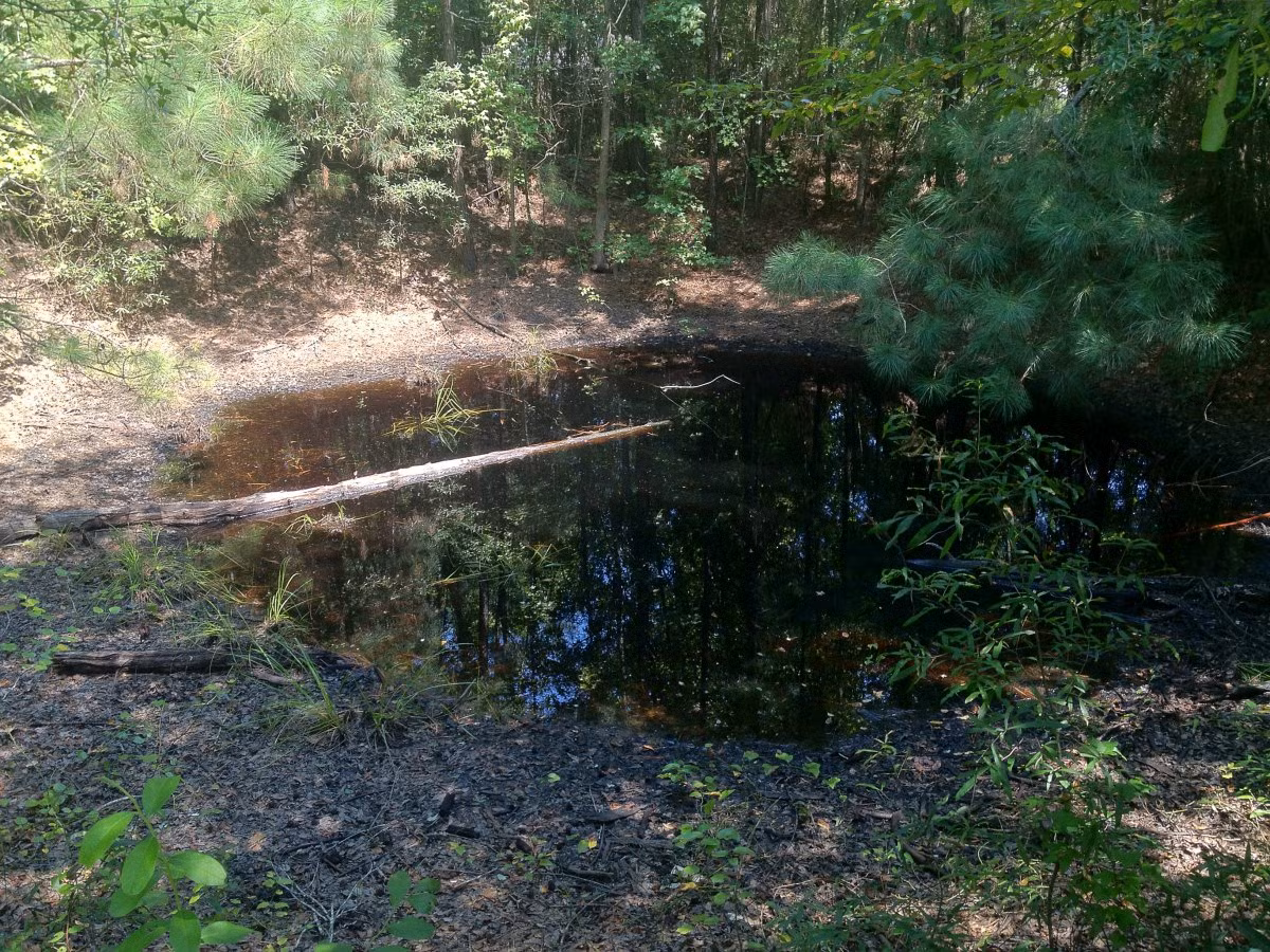 Ngày nay, du khách vẫn có thể nhìn thấy hố bom lớn xuất hiện ở Mars Bluff do sự cố hạt nhân của Mỹ năm 1958.