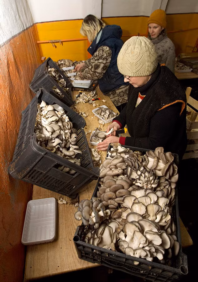 Nhóm công nhân thực hiện các công đoạn chế biến, đóng gói sản phẩm.