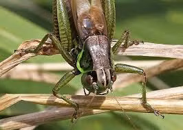 Thêm vào đó, Ninja còn có một hỗn hợp hóa chất đặc biệt để những con dế kêu khi cần thiết cũng như không phát ra tiếng kêu khi họ cần im lặng.