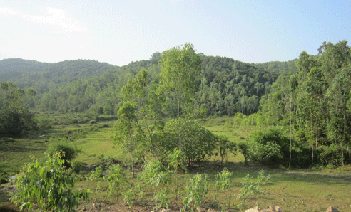 Khu vực đồi keo, nơi phát hiện thi thể chị Tuyết - Ảnh: CAO