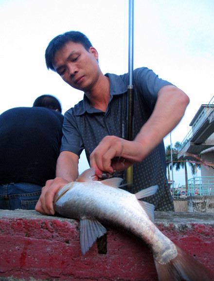 Cá bắt được chủ yếu là cá mè, cá rô và cá trôi từ các hồ cá vùng lân cận.