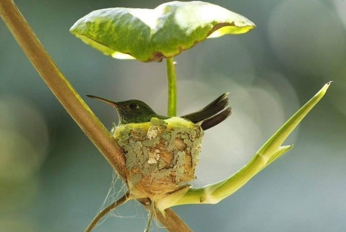 Chiếc tổ độc đáo và xinh xắn của một chú chim ruồi.