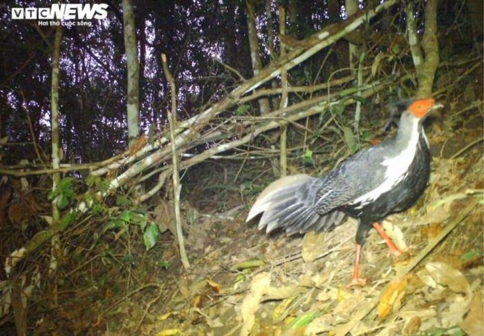 Gà lôi trắng (tên khoa học: Lophura nycthemera), một trong những giống gà quý hiếm nằm trong sách đỏ và thuộc vào loại “cực đẹp” ở Việt Nam. Trên thế giới, loài gà này phân bố ở Nam Trung Quốc, Mianma, Thái Lan, Lào, Campuchia. (Ảnh: VQG Chư Yang Sin)