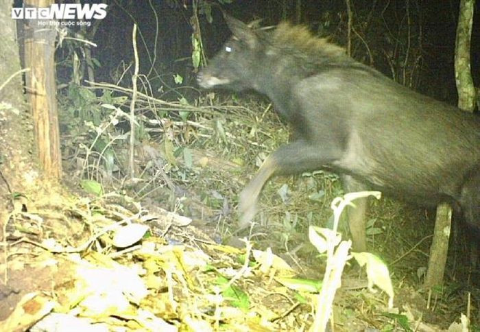 Sơn dương Sumatra (tên khoa học: Capricornis sumatraensis) là một loài động vật có hình dạng nửa giống dê nửa giống linh dương thuộc bộ Artiodactyla (guốc chẵn), họ Bovidae. Nguồn gốc từ vùng rừng núi thuộc bán đảo Mã Lai, miền Nam Thái Lan và đảo Sumatra (Indonesia). Do mất môi trường sống cùng tình trạng săn bắn không kiểm soát đã khiến chúng bị đưa vào danh sách loài sắp nguy cấp.