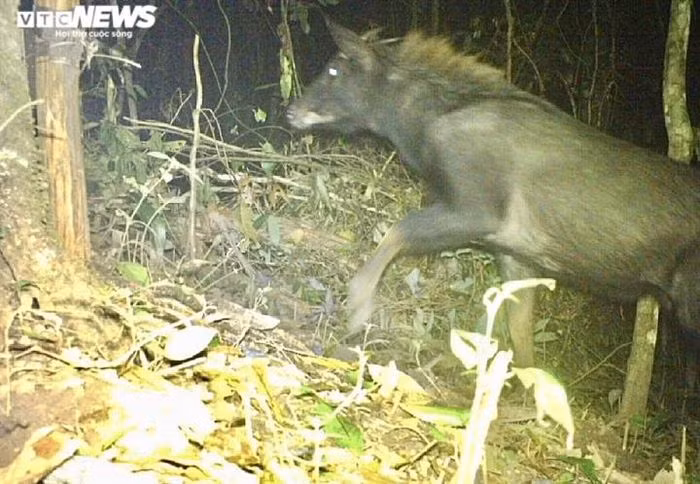Sơn dương Sumatra (tên khoa học: Capricornis sumatraensis) là một loài động vật có hình dạng nửa giống dê nửa giống linh dương thuộc bộ Artiodactyla (guốc chẵn), họ Bovidae. Nguồn gốc từ vùng rừng núi thuộc bán đảo Mã Lai, miền Nam Thái Lan và đảo Sumatra (Indonesia). Do mất môi trường sống cùng tình trạng săn bắn không kiểm soát đã khiến chúng bị đưa vào danh sách loài sắp nguy cấp.