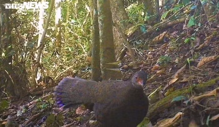 Gà tiền mặt đỏ (tên khoa học: Polyplectron germaini) là loài chim thuộc chi Gà tiền. Đây là loài chim cỡ trung bình, có chiều dài khoảng 60 cm, lông màu nâu sẫm, lốm đốm đen, mào ngắn màu vàng cam. Con trống và con mái có hình thể giống nhau. Con mái đuôi có 18 lông vũ, ít hơn con trống. Đây là loài chim đặc hữu của vùng Đông Dương, phân bố ở các khu rừng khô thuộc miền nam Việt Nam và đông Campuchia. Loài này được liệt kê vào động vật sắp bị đe dọa. (Ảnh: VQG Chư Yang Sin)