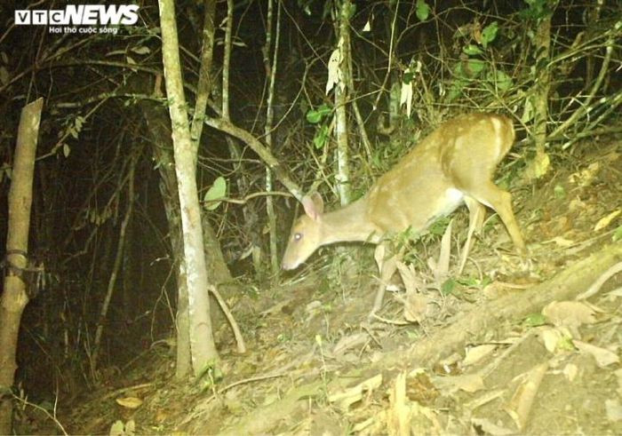 Mang lớn (tên khoa học: Muntiacus vuquangensis) được Sách đỏ Việt Nam (2007) và Liên minh Bảo tồn Thiên nhiên Quốc tế IUCN (2021) đánh giá nguy cơ tuyệt chủng lần lượt là Sẽ nguy cấp (VU) và Cực kỳ nguy cấp (CR). Đây cũng là lần đầu tiên sau hơn 10 năm, loài Mang lớn mới được ghi nhận trở lại ở Vườn Quốc gia Chư Yang Sin. (Ảnh: VQG Chư Yang Sin)