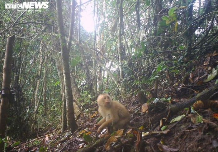 Khỉ đuôi lợn phương bắc (tên khoa học: Macaca leonina) là một loài động vật có vú trong họ Cercopithecidae, bộ Linh trưởng. Loài này được tìm thấy ở Bangladesh, Campuchia, Trung Quốc, Ấn Độ, Lào, Myanmar, Thái Lan, và Việt Nam và được liệt kê vào loài động vật có nguy cơ tuyệt chủng, sắp nguy cấp.