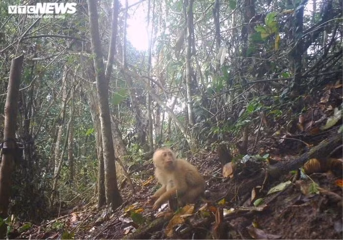 Khỉ đuôi lợn phương bắc (tên khoa học: Macaca leonina) là một loài động vật có vú trong họ Cercopithecidae, bộ Linh trưởng. Loài này được tìm thấy ở Bangladesh, Campuchia, Trung Quốc, Ấn Độ, Lào, Myanmar, Thái Lan, và Việt Nam và được liệt kê vào loài động vật có nguy cơ tuyệt chủng, sắp nguy cấp.
