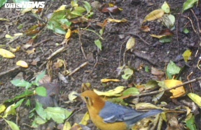 Sả đất đầu cam (tên khoa học: Geokichla citrina). (Ảnh: VQG Chư Yang Sin)