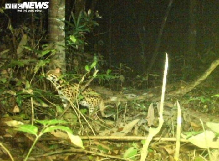 Mèo rừng (tên khoa học: Prionailurus bengalensis) là động vật nguy cấp quý hiếm, xếp trong nhóm IIB, Nghị định 06/2019/NĐ-CP và Nghị định 84/2021/NĐ-CP của Chính phủ về quản lý thực vật rừng, động vật rừng nguy cấp, quý, hiếm và thực thi Công ước về buôn bán quốc tế các loài động vật, thực vật hoang dã nguy cấp.