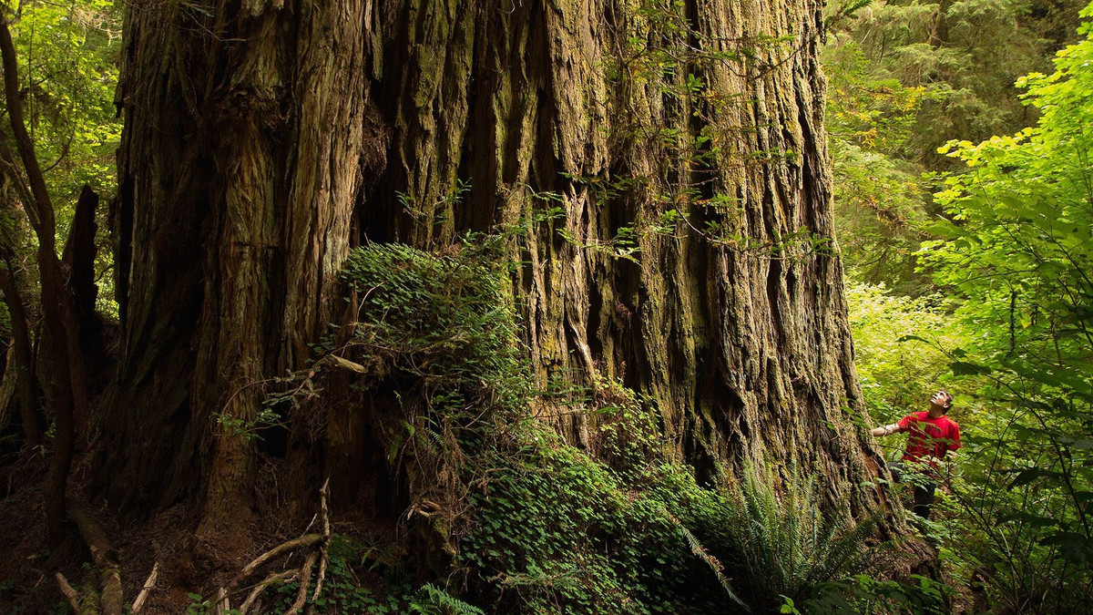 Cây này còn khá trẻ, ít nhất là so với những cây hồng sam cổ thụ khác. Các chuyên gia ước tính nó mới khoảng 600-800 tuổi, trong khi cây cùng loài già nhất là hơn 2.500 tuổi. Sillett cho rằng Hyperion có thể còn cao thêm nữa. Ảnh: Famousredwood.