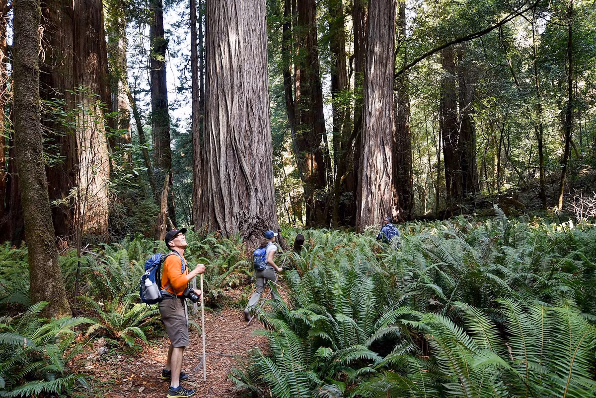 Nhưng để sống sót được 600 năm nữa, Hyperion nói riêng và các cây hồng sam khác nói chung cần được bảo vệ. Đó là lý do công viên không công khai vị trí của nó, dù những tour du lịch không chính thức đến thăm cây vẫn diễn ra. Ảnh: Sfchronicle.