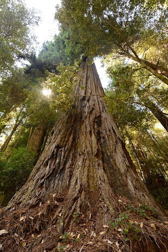 Phát hiện này còn đặc biệt ở một lý do khác. Hyperion nằm ở lòng chảo Redwood Creek, nơi mới trở thành vùng được bảo vệ trước thời điểm phát hiện cây không lâu. Các công nhân khai thác gỗ đã đốn hạ một diện tích lớn từ những năm 1970 và năm 1978, Công viên quốc gia Redwood được mở rộng - một điều may mắn. Vì từ Hyperion, Sillett có thể thấy một vạt rừng đã bị đốn hạ, và ông ước tính Hyperion chỉ cách số phận đó khoảng 2 tuần. Ảnh: Famousredwood.