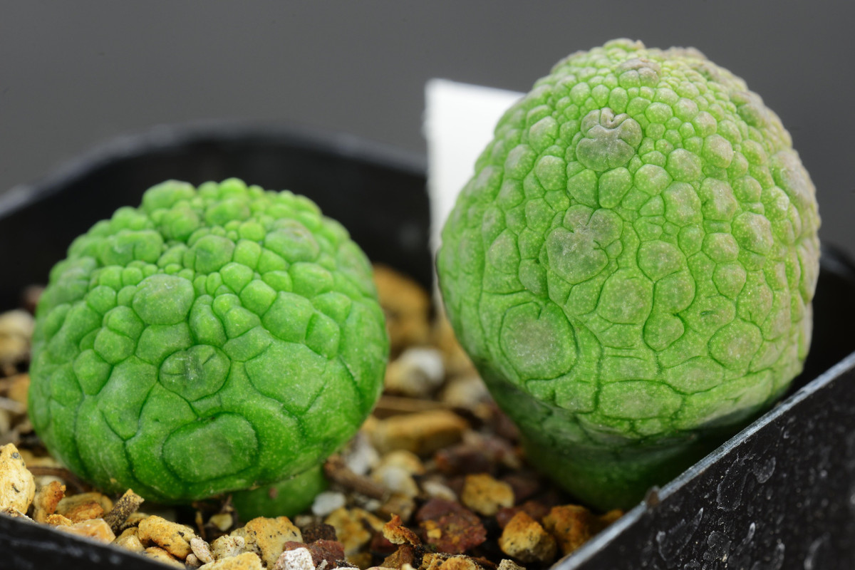 Cây cảnh xấu lạ, hình thù quái dị lại là loài quý hiếm Cay canh xau la, hinh thu quai di lai la loai quy hiem