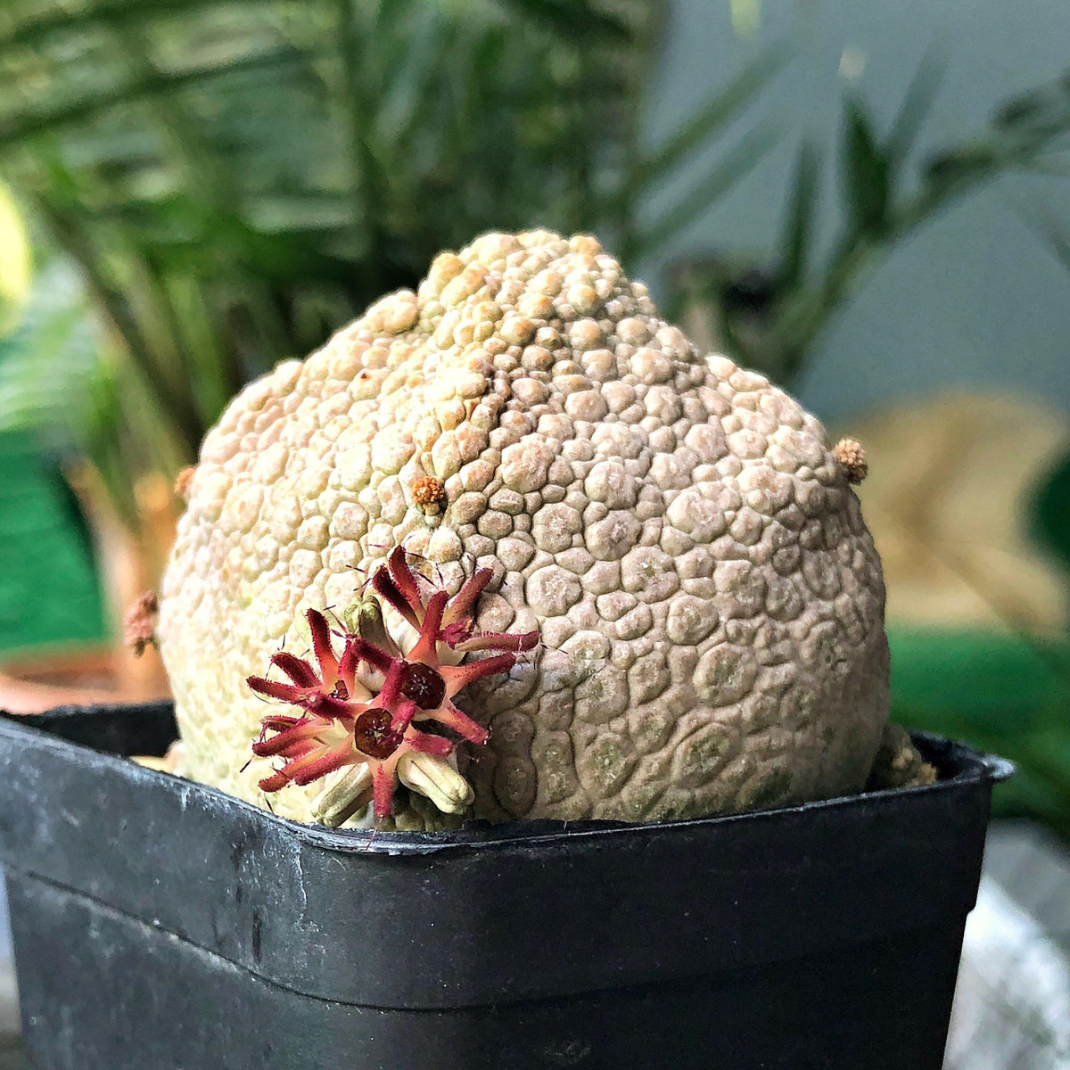 Cây cảnh xấu lạ, hình thù quái dị lại là loài quý hiếm - Hình 9 Cay canh xau la, hinh thu quai di lai la loai quy hiem-Hinh-9