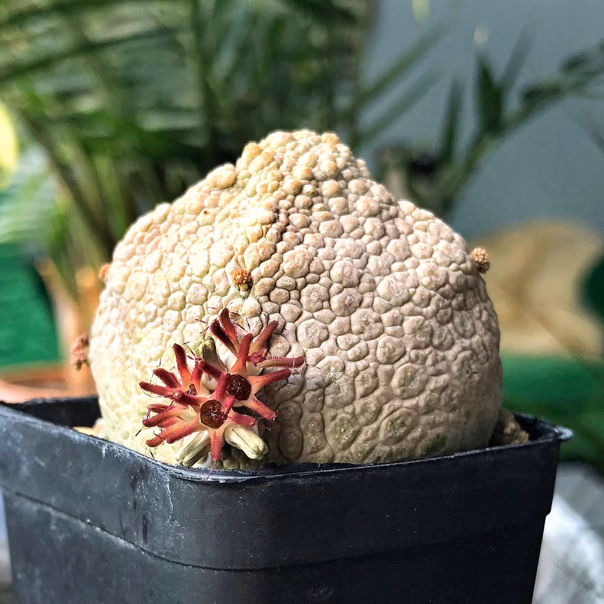 Cay canh xau la, hinh thu quai di lai la loai quy hiem-Hinh-9