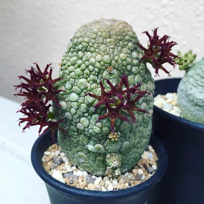 Cây cảnh xấu lạ, hình thù quái dị lại là loài quý hiếm - Hình 2 Cay canh xau la, hinh thu quai di lai la loai quy hiem-Hinh-2