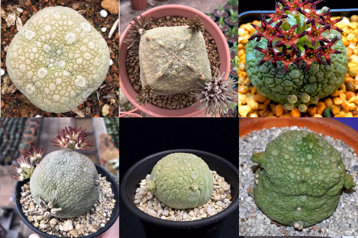 Cây cảnh xấu lạ, hình thù quái dị lại là loài quý hiếm - Hình 7 Cay canh xau la, hinh thu quai di lai la loai quy hiem-Hinh-7