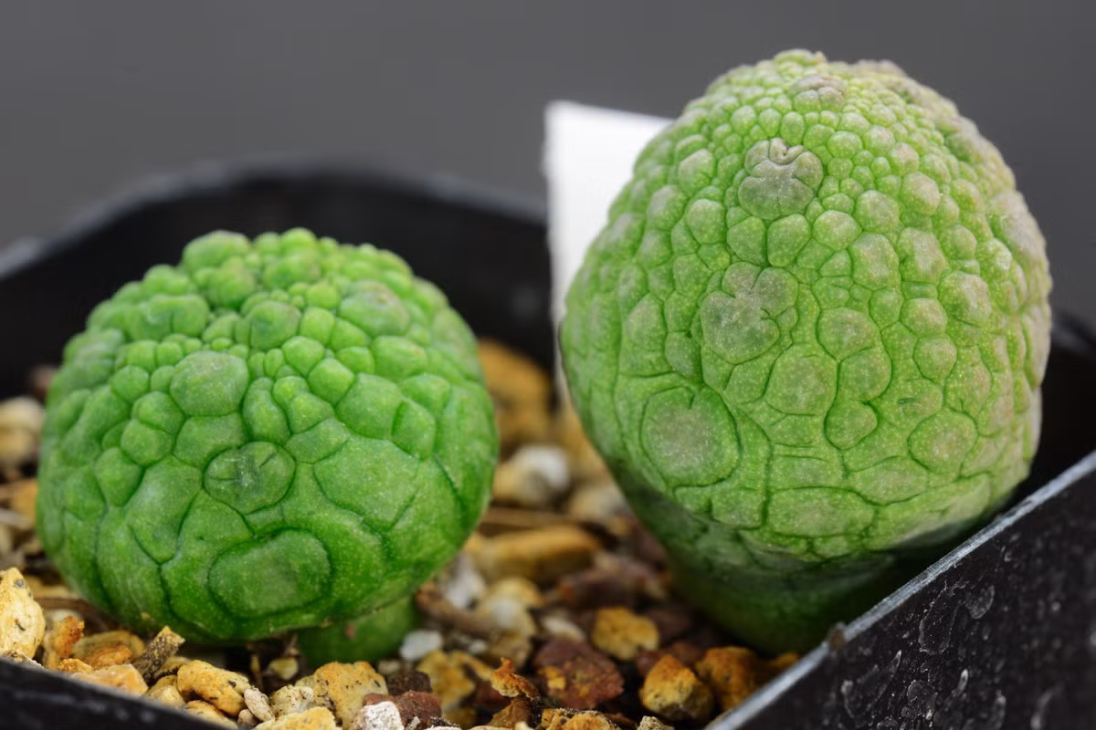 Cây cảnh xấu lạ, hình thù quái dị lại là loài quý hiếm Cay canh xau la, hinh thu quai di lai la loai quy hiem