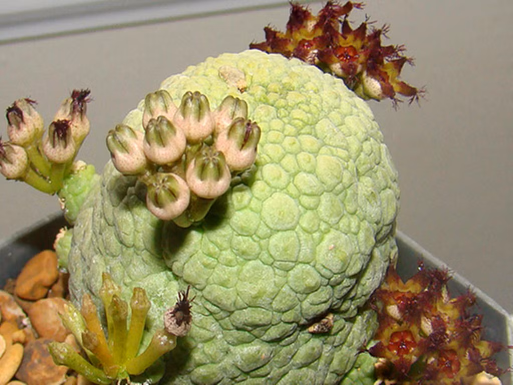 Cây cảnh xấu lạ, hình thù quái dị lại là loài quý hiếm - Hình 5 Cay canh xau la, hinh thu quai di lai la loai quy hiem-Hinh-5