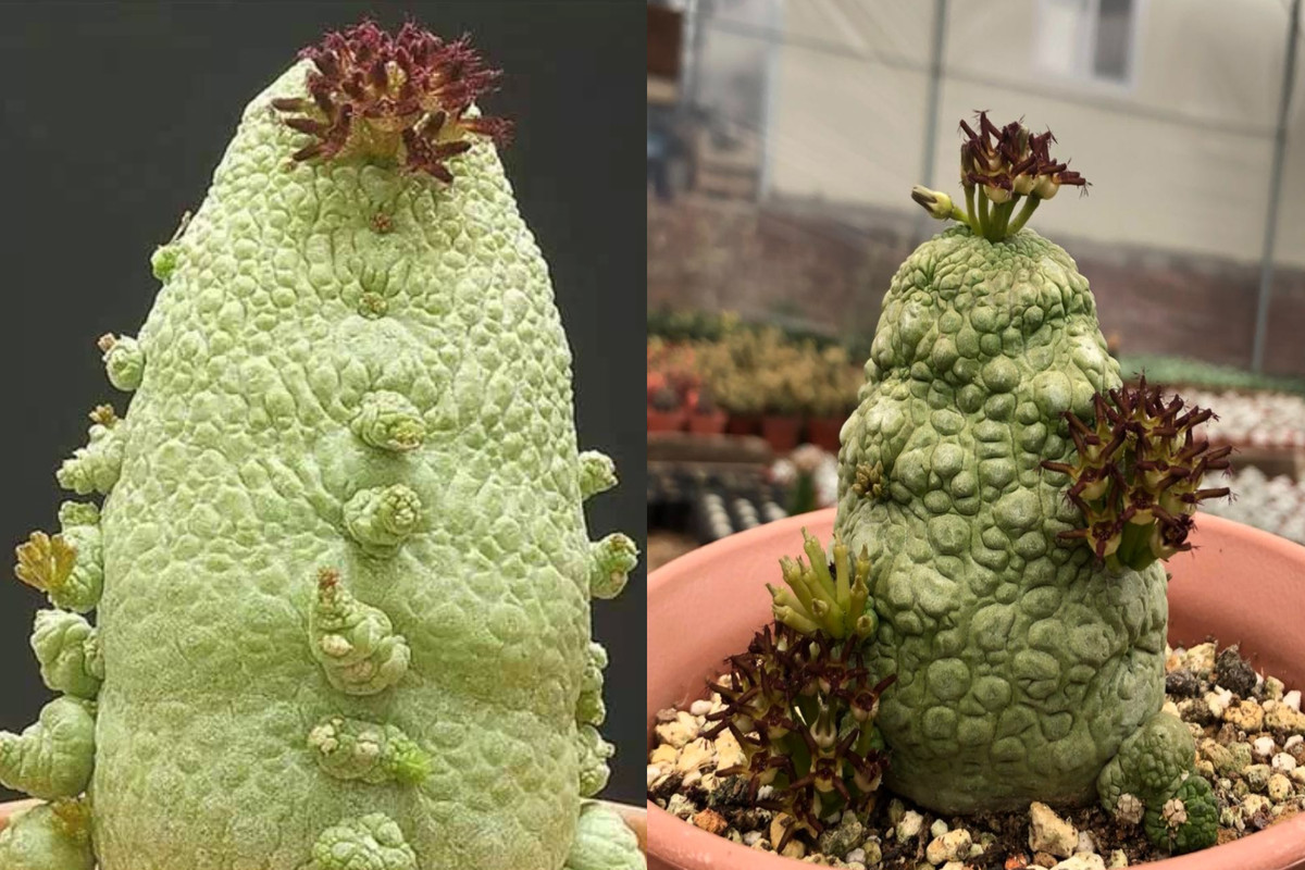 Cây cảnh xấu lạ, hình thù quái dị lại là loài quý hiếm - Hình 4 Cay canh xau la, hinh thu quai di lai la loai quy hiem-Hinh-4