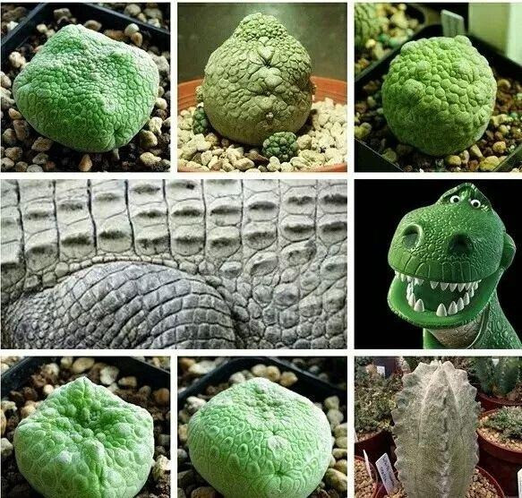 Cây cảnh xấu lạ, hình thù quái dị lại là loài quý hiếm - Hình 3 Cay canh xau la, hinh thu quai di lai la loai quy hiem-Hinh-3