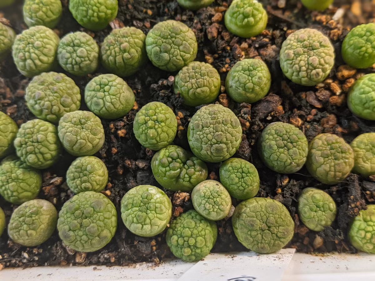 Cây cảnh xấu lạ, hình thù quái dị lại là loài quý hiếm - Hình 6 Cay canh xau la, hinh thu quai di lai la loai quy hiem-Hinh-6