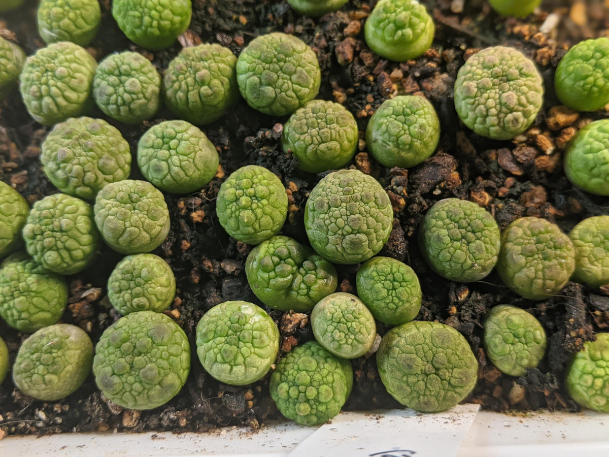 Cây cảnh xấu lạ, hình thù quái dị lại là loài quý hiếm - Hình 6 Cay canh xau la, hinh thu quai di lai la loai quy hiem-Hinh-6