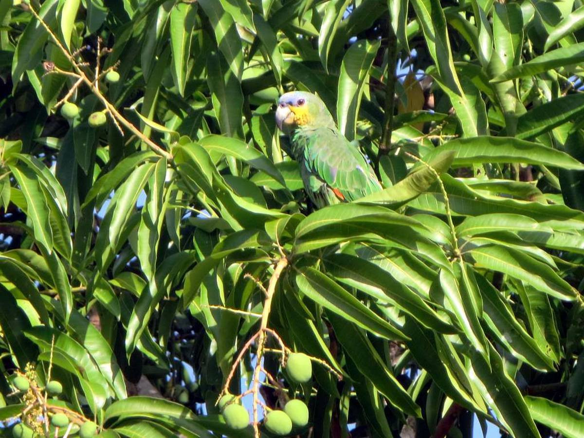 Tại sao rừng nhiệt đới Amazon lại có nhiều loại cây ăn được? - Hình 3 Tai sao rung nhiet doi Amazon lai co nhieu loai cay an duoc?-Hinh-3