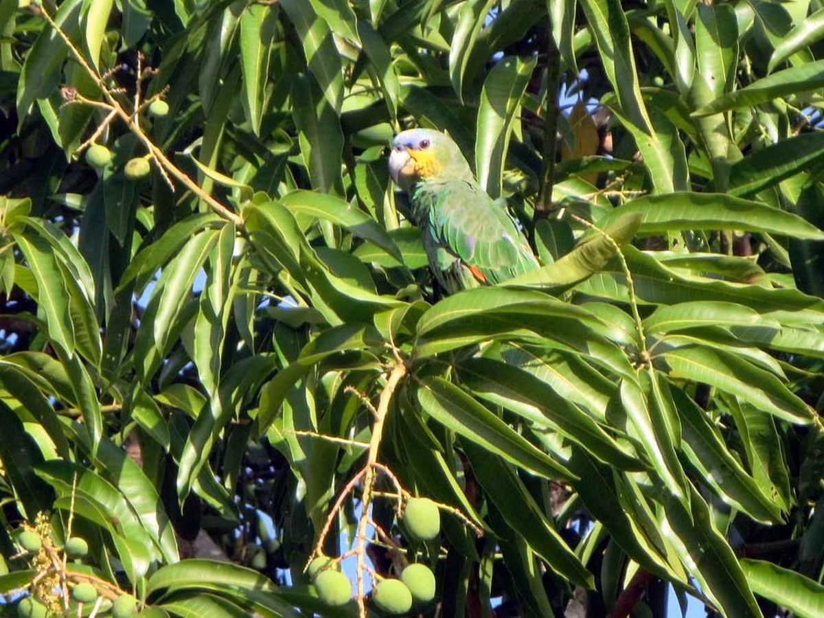 Tai sao rung nhiet doi Amazon lai co nhieu loai cay an duoc?-Hinh-3