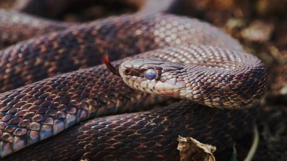 Bí ẩn loài rắn không độc nhưng vẫn được mệnh danh là 'Vua rắn' - Hình 4 Bi an loai ran khong doc nhung van duoc menh danh la 'Vua ran'-Hinh-4