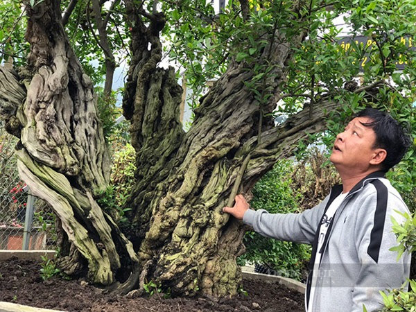 Cây có chiều cao 2,5m, tán rộng tới 3m, đường kính gốc lên tới 80cm. Phần thân cây có những vết vằn vện xoắn vào nhau như hóa lũa. Ông phải mất 3 năm trời mới đưa được cây về vườn nhà mình. Ảnh Hồng Phúc 