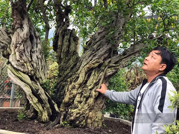 Cây có chiều cao 2,5m, tán rộng tới 3m, đường kính gốc lên tới 80cm. Phần thân cây có những vết vằn vện xoắn vào nhau như hóa lũa. Ông phải mất 3 năm trời mới đưa được cây về vườn nhà mình. Ảnh Hồng Phúc 