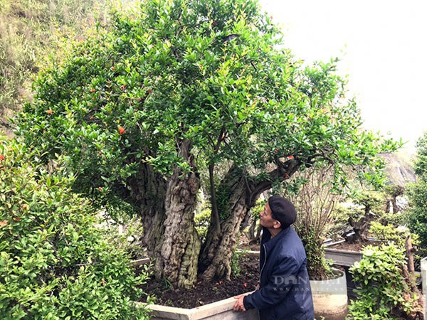  Sau khi đưa vào chậu cảnh đặt ở khu vườn cây cảnh trong nhà, cây lựu đắt nhất Việt Nam này đã phát triển tốt, cho hoa và quả đều đặn mỗi năm. Đặc biệt, quả có 3 loại, quả màu trắng, quả màu xanh và quả màu đỏ, quả lựu khi chín vỏ đỏ, hạt lựu cũng rất đỏ, ăn cực kỳ thơm ngon chứ không như lựu bình thường. Ảnh Hồng Phúc