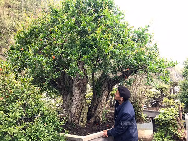  Sau khi đưa vào chậu cảnh đặt ở khu vườn cây cảnh trong nhà, cây lựu đắt nhất Việt Nam này đã phát triển tốt, cho hoa và quả đều đặn mỗi năm. Đặc biệt, quả có 3 loại, quả màu trắng, quả màu xanh và quả màu đỏ, quả lựu khi chín vỏ đỏ, hạt lựu cũng rất đỏ, ăn cực kỳ thơm ngon chứ không như lựu bình thường. Ảnh Hồng Phúc