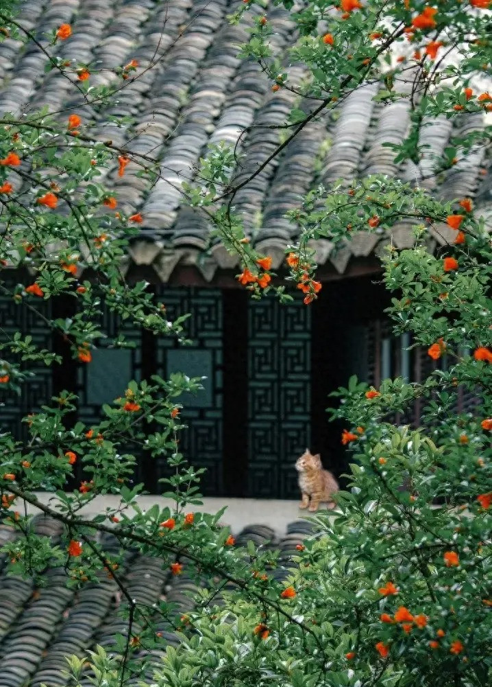 Trong truyện Kiều từng có câu thơ nổi tiếng: "Dưới trăng quyên đã gọi hè. Đầu tường lửa lựu lập loè đơm bông" để chỉ vẻ đẹp rực rỡ của hoa lựu. Hoa lựu chủ yếu là màu đỏ nhưng cũng có 1 số loài có màu hoa trắng, vàng, hồng, mã não... Hoa cũng có loài cánh đơn và cánh kép.Ảnh minh họa Toutiao