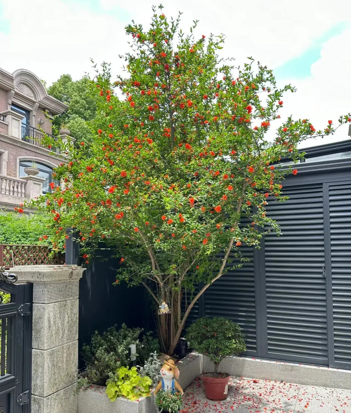 Cây lựu hay còn gọi là thạch lựu, an thạch lựu có tên tiếng Anh là Pomegranate, tên khoa học là Punica granatum, thuộc họ lựu (Punicaceae). Từ thời cổ đại cây lựu đã xuất hiện tại các vùng đất của Ba Tư cho đến Ấn Độ và được trồng phổ biến tại các vùng Kavkaz và đến giờ đã phổ biến trên thế giới.