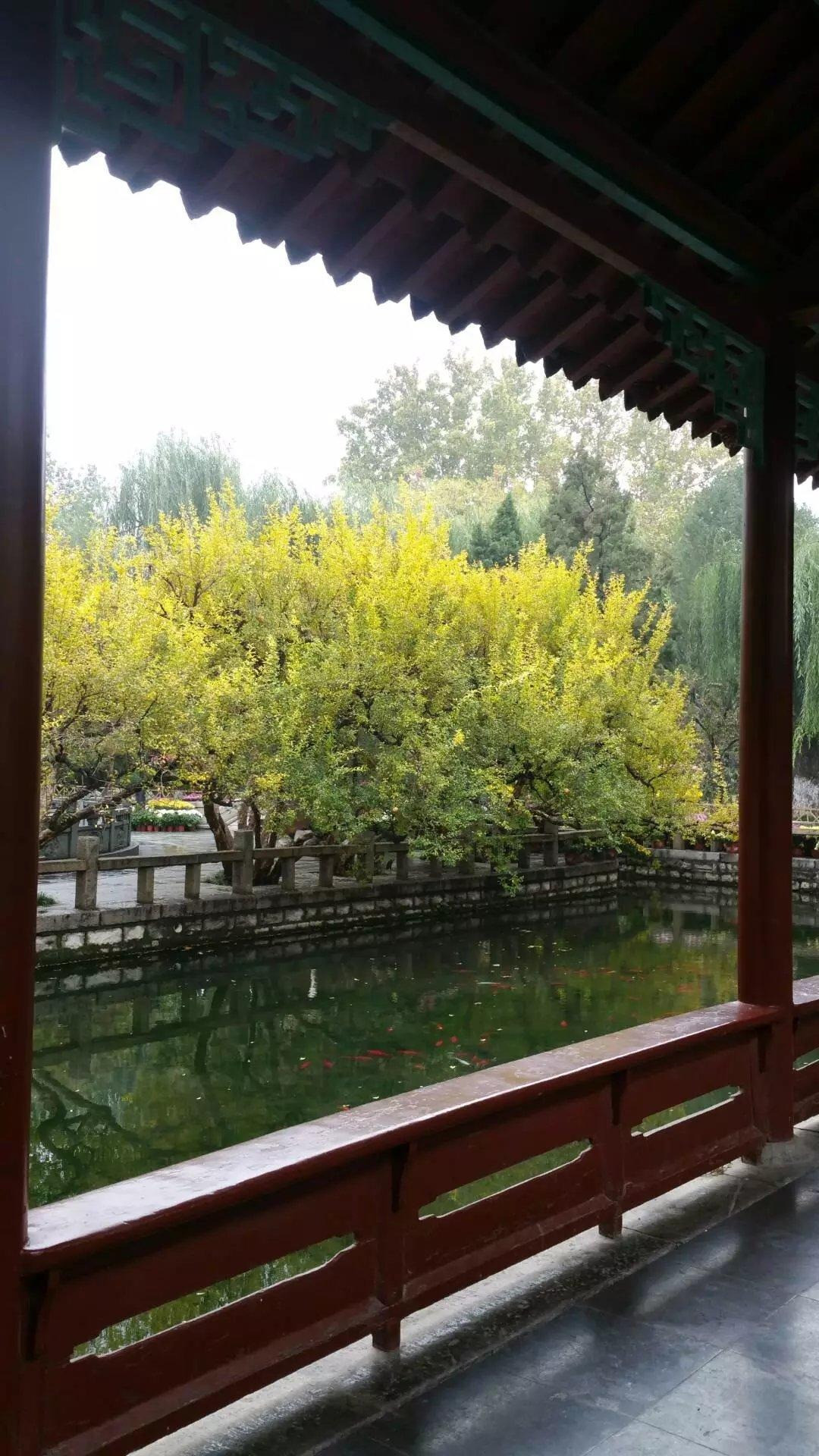  1. Giá trị làm cảnh: Cây lựu là cây có kích thước trung bình, dáng đẹp, thân già, đơn sơ, có thể dùng làm cây trồng trong chậu và trồng sân vườn, tươi đẹp 4 mùa. Ảnh minh họa Toutiao 