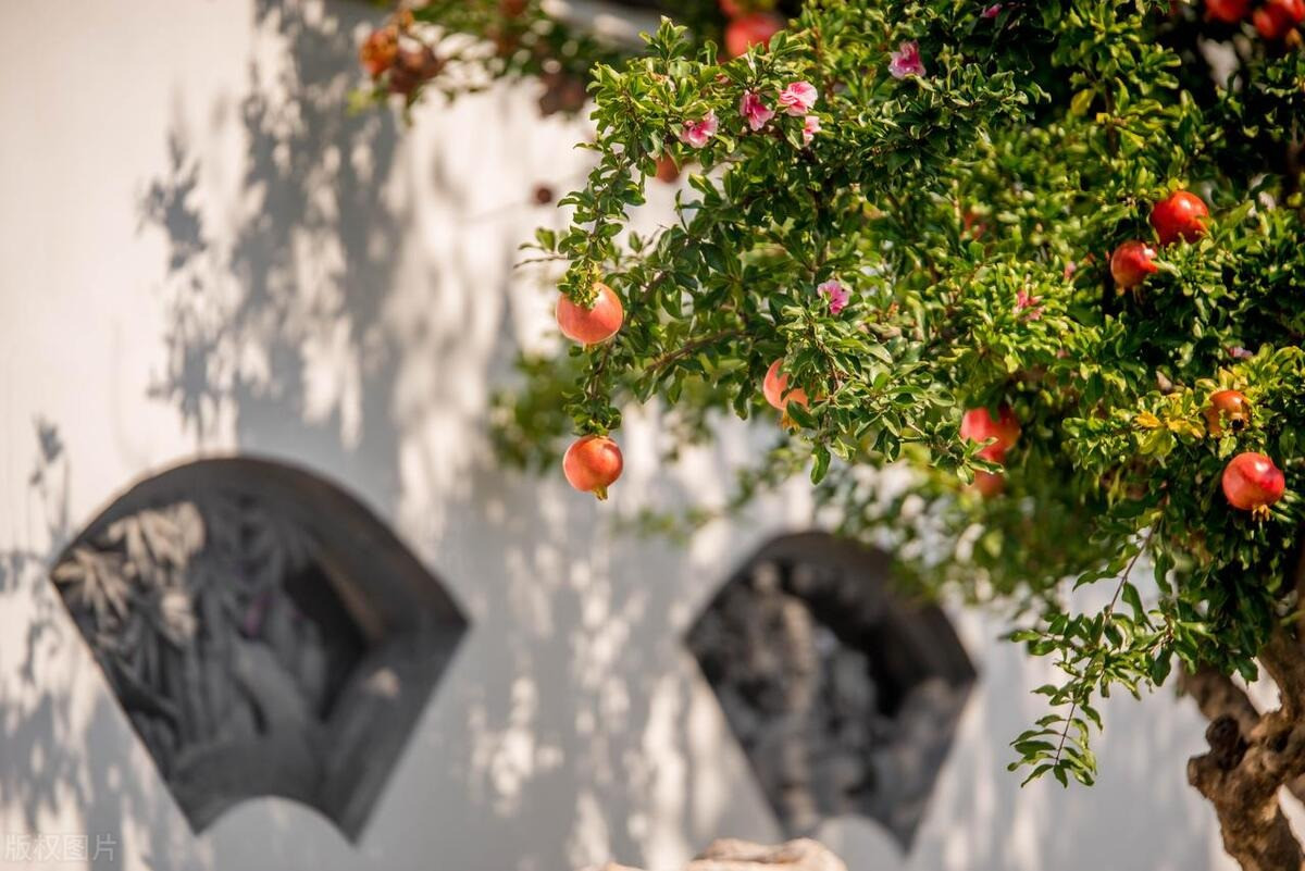  Ở Trung Đông cổ đại, cây lựu còn được coi là cây sự sống. Người ta tin rằng quả của cây lựu rất giàu năng lượng và chất dinh dưỡng, có thể giúp con người khỏe mạnh và sống lâu hơn.