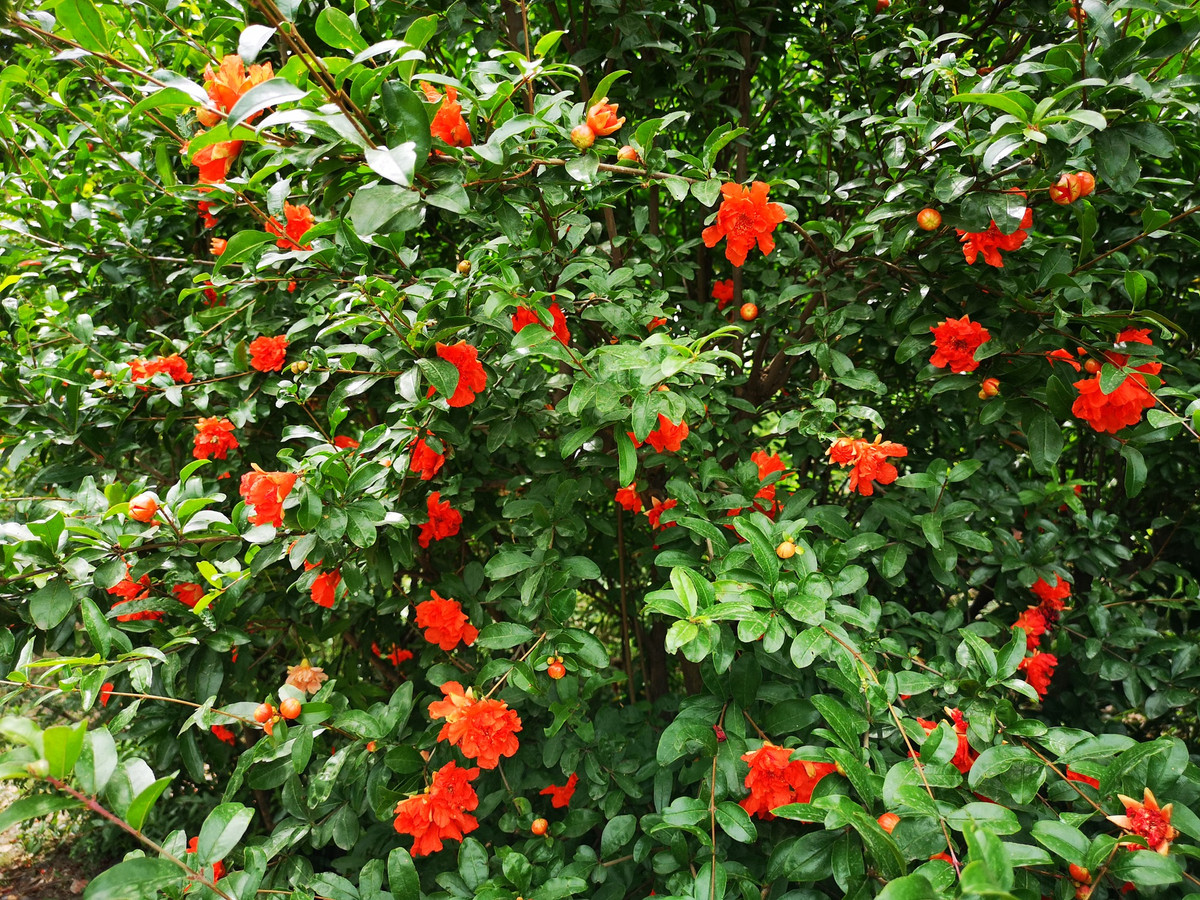  Trong xã hội hiện đại, cây lựu còn được coi là biểu tượng của sự giàu có, thịnh vượng. Người ta thường dùng cây lựu làm linh vật hoặc vật trang trí để thể hiện tầm nhìn tốt đẹp và hy vọng về tương lai.