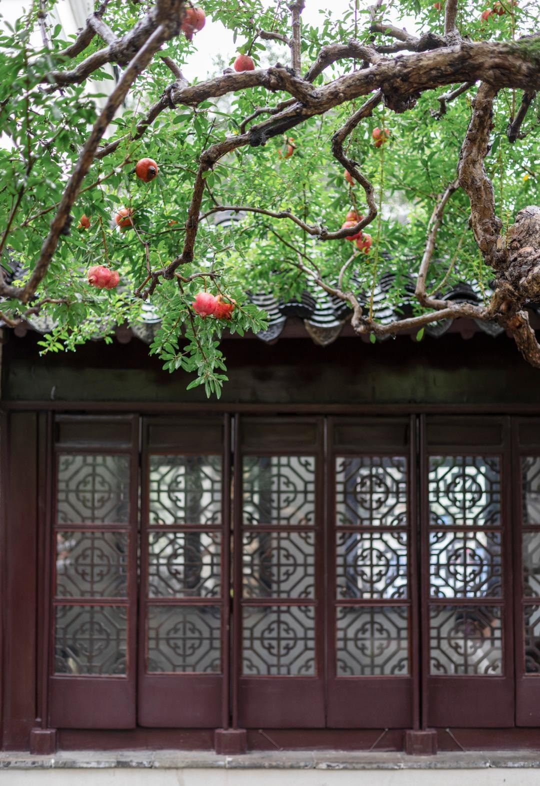 Đây là cây cảnh có vẻ đẹp cả 4 mùa. Mỗi độ xuân về, những nụ của cây lựu bắt đầu đâm chồi màu đỏ, tươi mới, căng mọng, vươn cao, dần dần chuyển sang màu lá xanh tươi mát. Ảnh minh họa Toutiao 