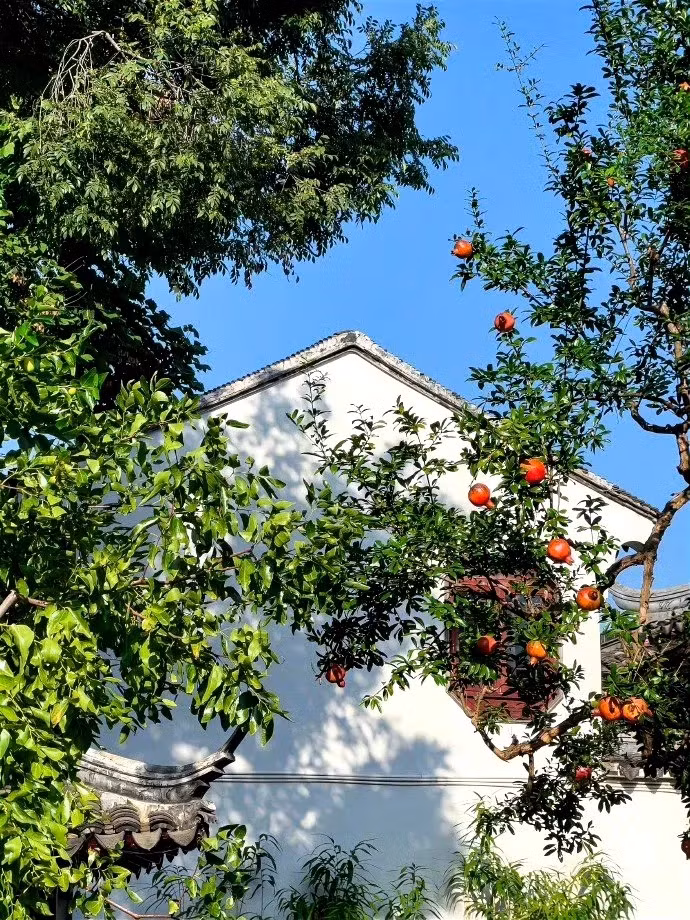  Biểu tượng của sự thịnh vượng và giàu có. Ở vùng Trung Đông và Địa Trung Hải cổ đại, cây lựu được coi là biểu tượng của sự thịnh vượng và giàu có. Cây lựu cho nhiều trái, tượng trưng cho sự giàu có và thu hoạch. 