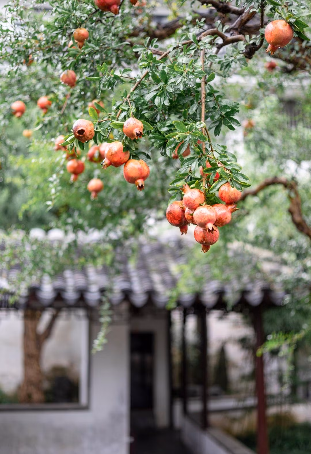 Lựu thông thường là sự lựa chọn hàng đầu để trồng tại vườn, với giá trị dinh dưỡng phong phú, ý nghĩa đẹp và giá trị làm cảnh cao, nó đã bén rễ thành công trong vườn và trở thành trái cây được người tiêu dùng ưa chuộng. Ảnh minh họa Toutiao 