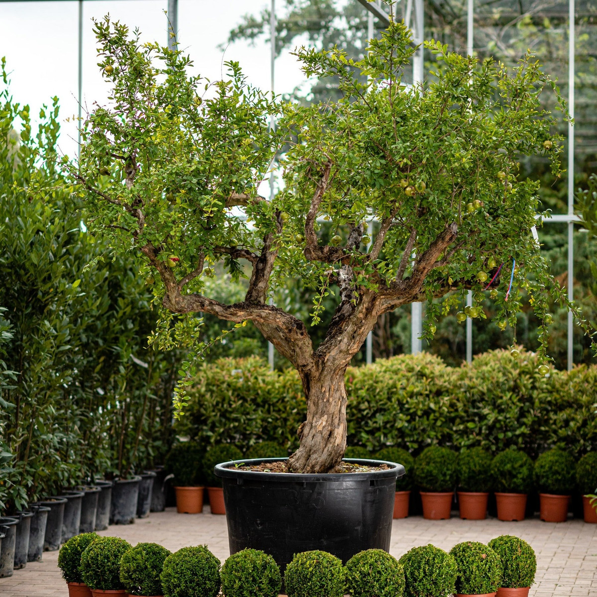  Vào mùa trái chín, kết hợp với những trái lựu đỏ rực và những chiếc lá xanh dịu dàng, chúng giống như những chiếc đèn lồng đỏ treo cao, tăng tính thẩm mỹ khi ngắm nhìn và tạo nên cảnh quan sân đình yên bình, thanh bình. Ảnh minh họa thepavilion