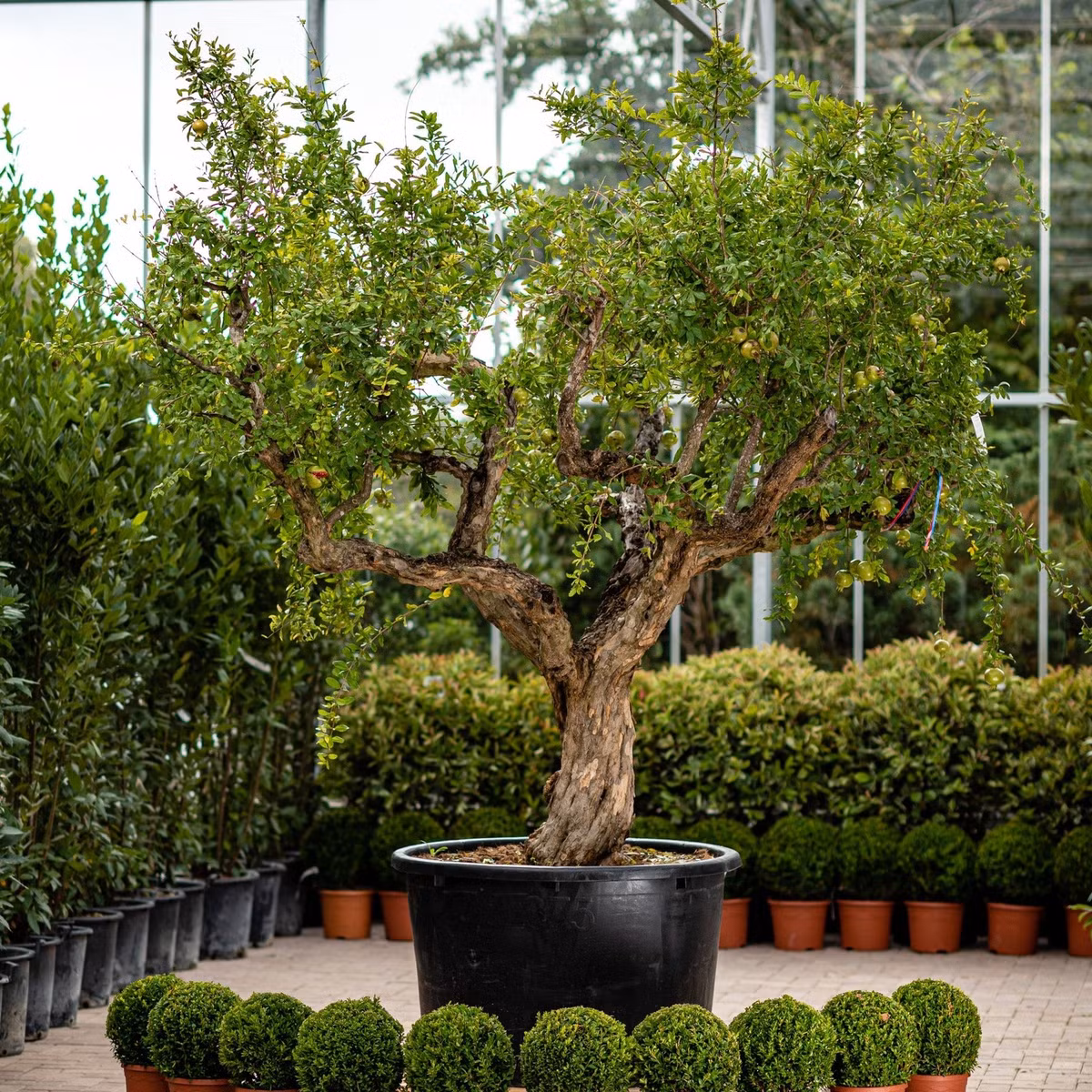  Vào mùa trái chín, kết hợp với những trái lựu đỏ rực và những chiếc lá xanh dịu dàng, chúng giống như những chiếc đèn lồng đỏ treo cao, tăng tính thẩm mỹ khi ngắm nhìn và tạo nên cảnh quan sân đình yên bình, thanh bình. Ảnh minh họa thepavilion