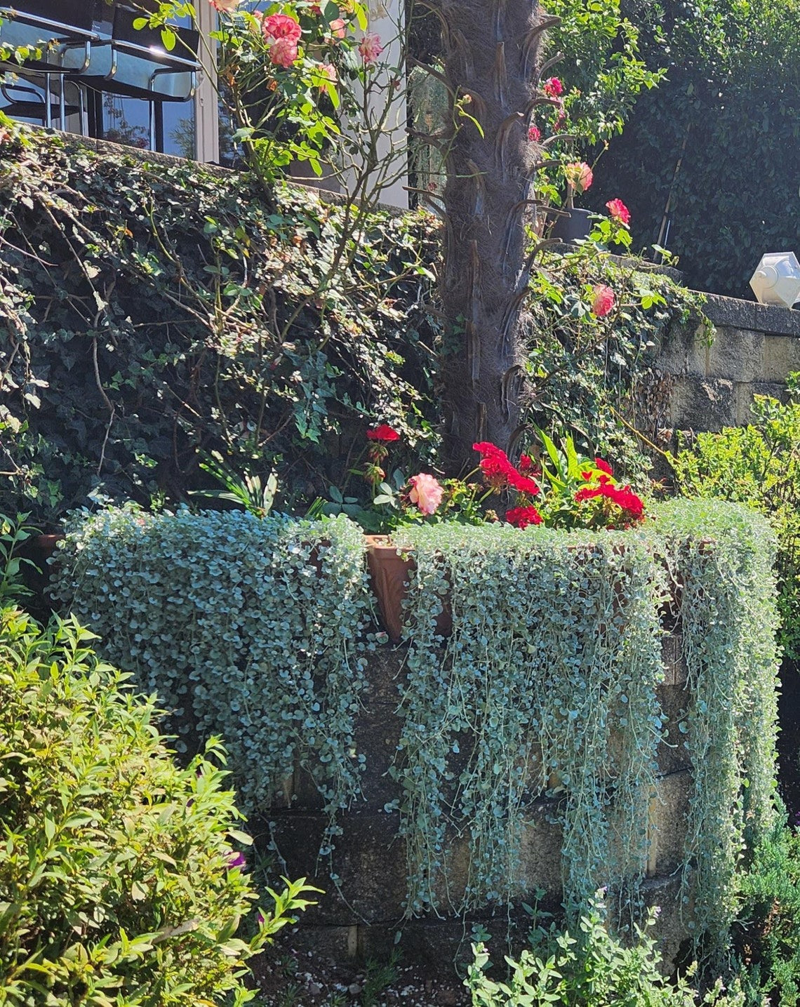  Nơi trồng: Chọn một địa điểm có đầy đủ ánh nắng mặt trời hoặc bóng râm một phần và đất giàu, thoát nước tốt. Làm tơi xốp đất ở khu vực trồng và cải tạo bằng phân trộn hoặc các chất hữu cơ giàu dinh dưỡng khác, nếu cần. Đào một cái hố rộng hơn một chút và có cùng độ sâu với bầu rễ. 