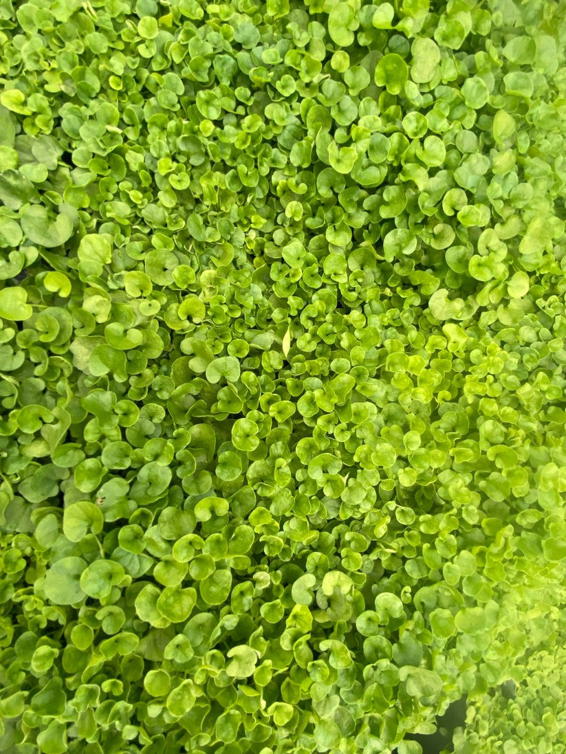  Lấy cây ra khỏi chậu ươm và nhổ rễ nếu bị bó trong chậu. Đặt vào hố sao cho phần trên của bầu rễ ngang bằng với đất xung quanh. Lấp đất vào hố, nén nhẹ và tưới nước kỹ lưỡng để loại bỏ các túi khí. Trồng cây cách nhau khoảng gần 1m hoặc hơn.